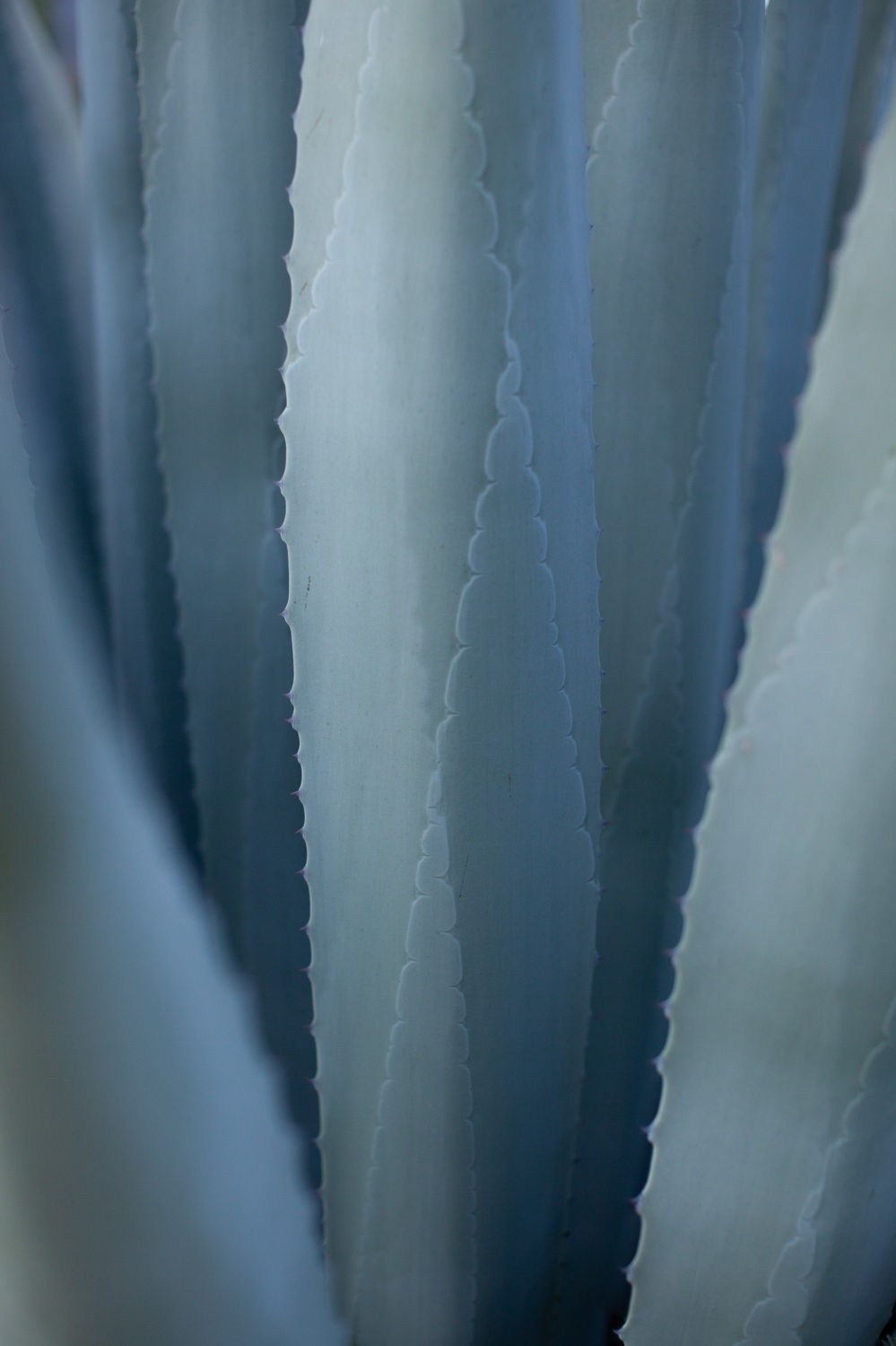  Jimena Peck Denver Lifestyle Editorial Photographer Agave Plant Close Up Texture