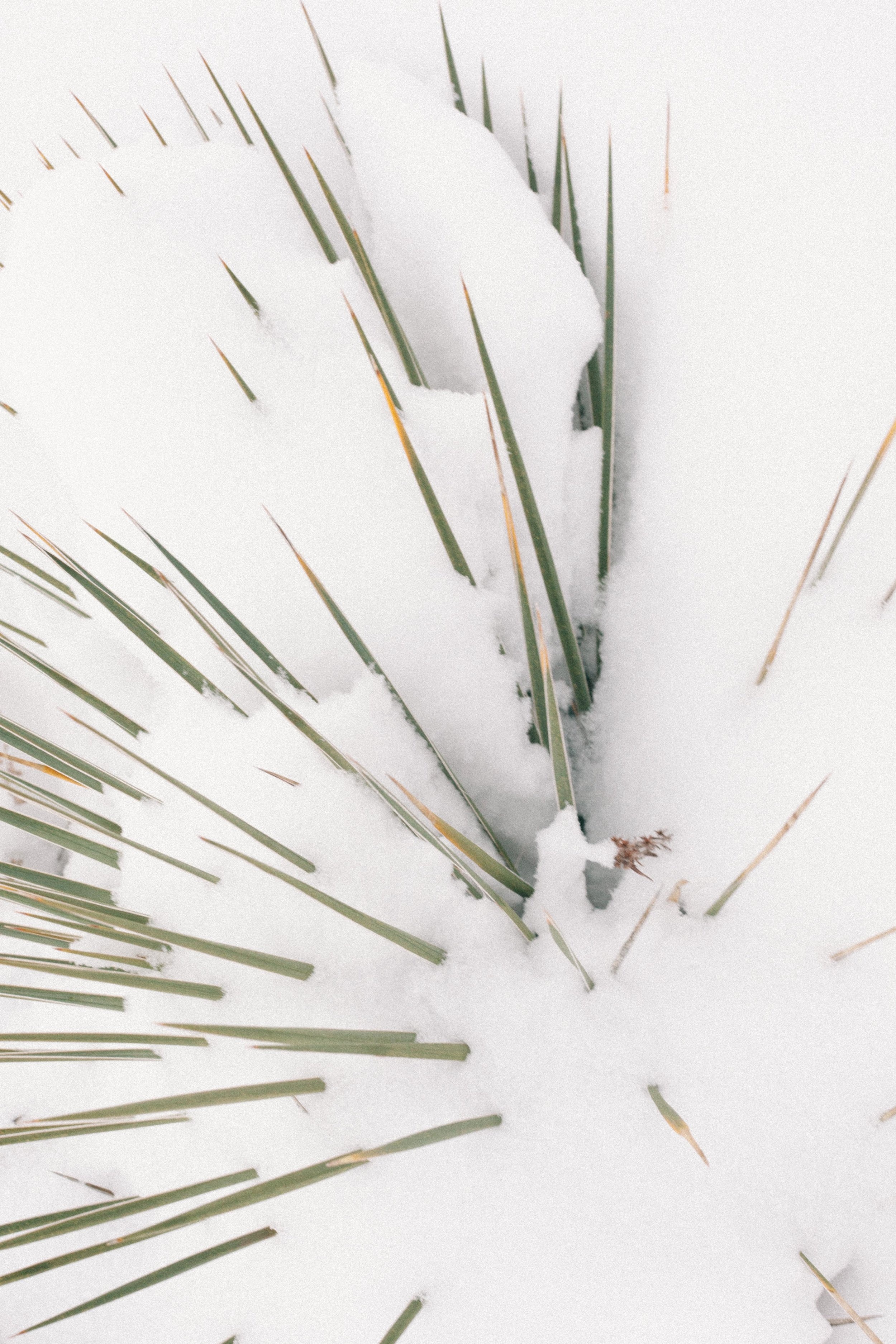  Jimena Peck Denver Lifestyle Editorial Photographer Pointy Plant In Winter