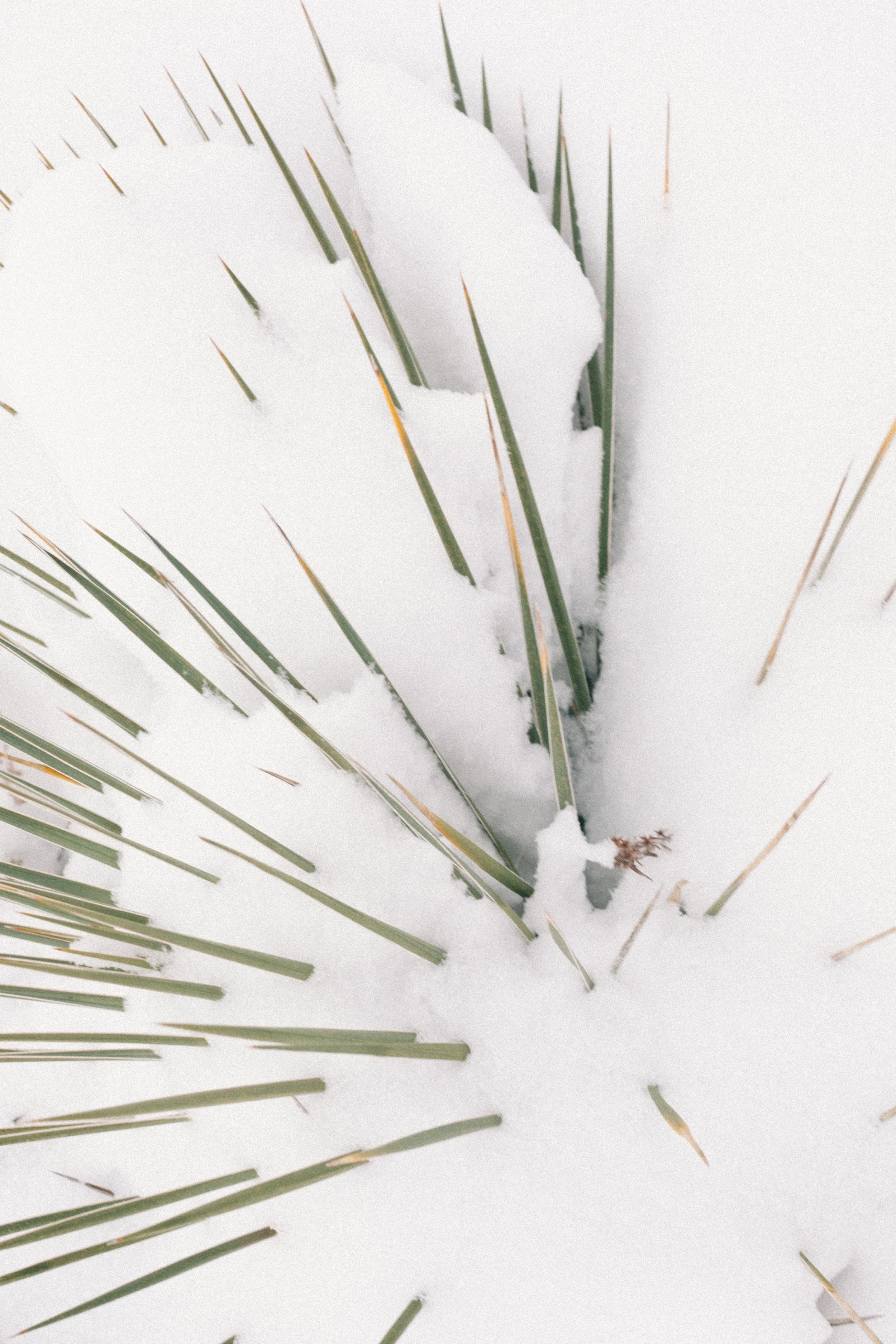 Jimena Peck Denver Lifestyle Editorial Photographer Pointy Plant In Winter