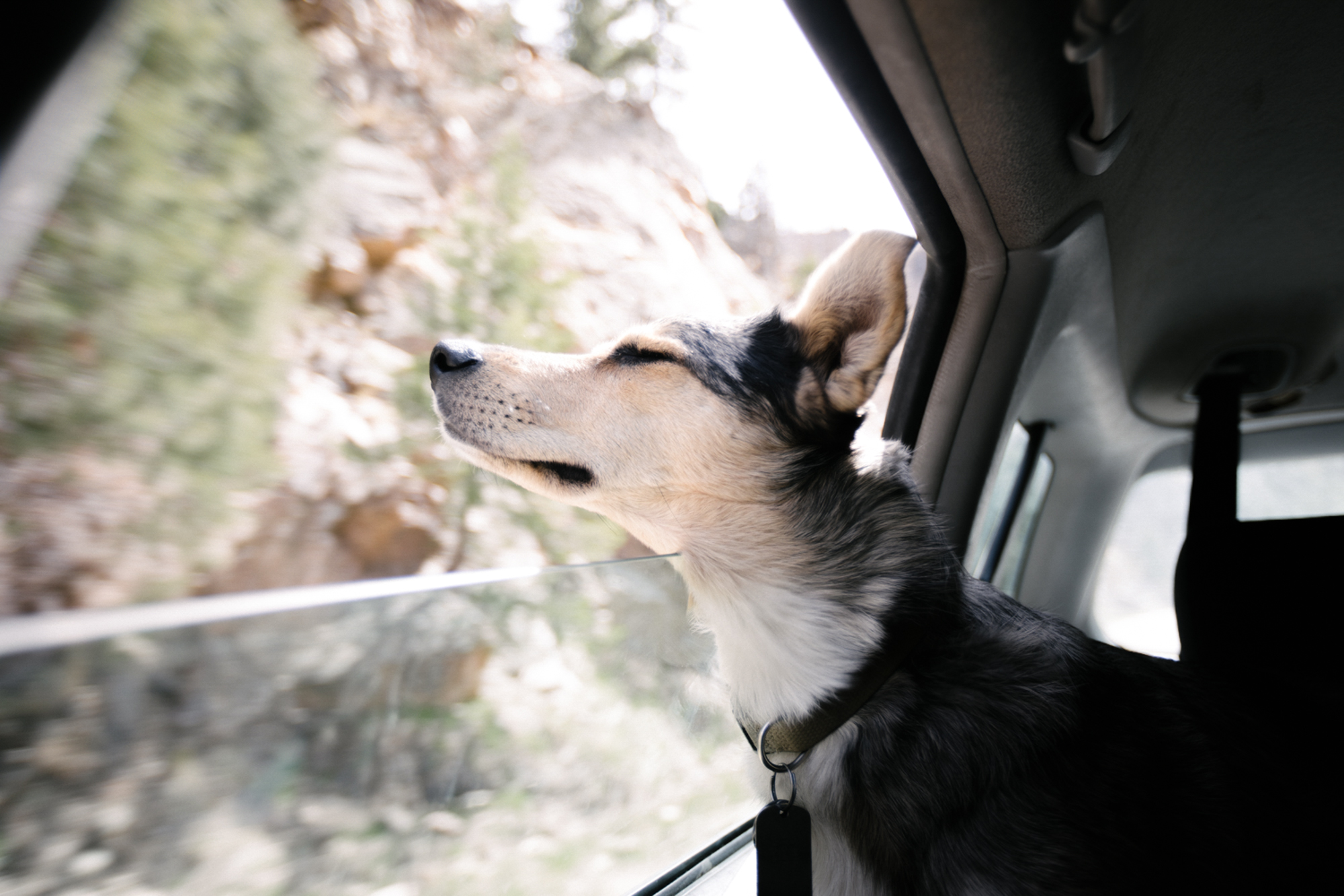  Jimena Peck Denver Lifestyle Editorial Photographer Minga Dog Taking A Breath
