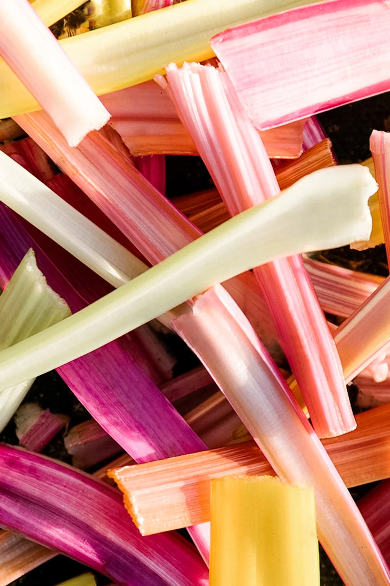 Jimena Peck Denver Lifestyle Editorial Photographer Native Hill Farm Colored Chard Stems