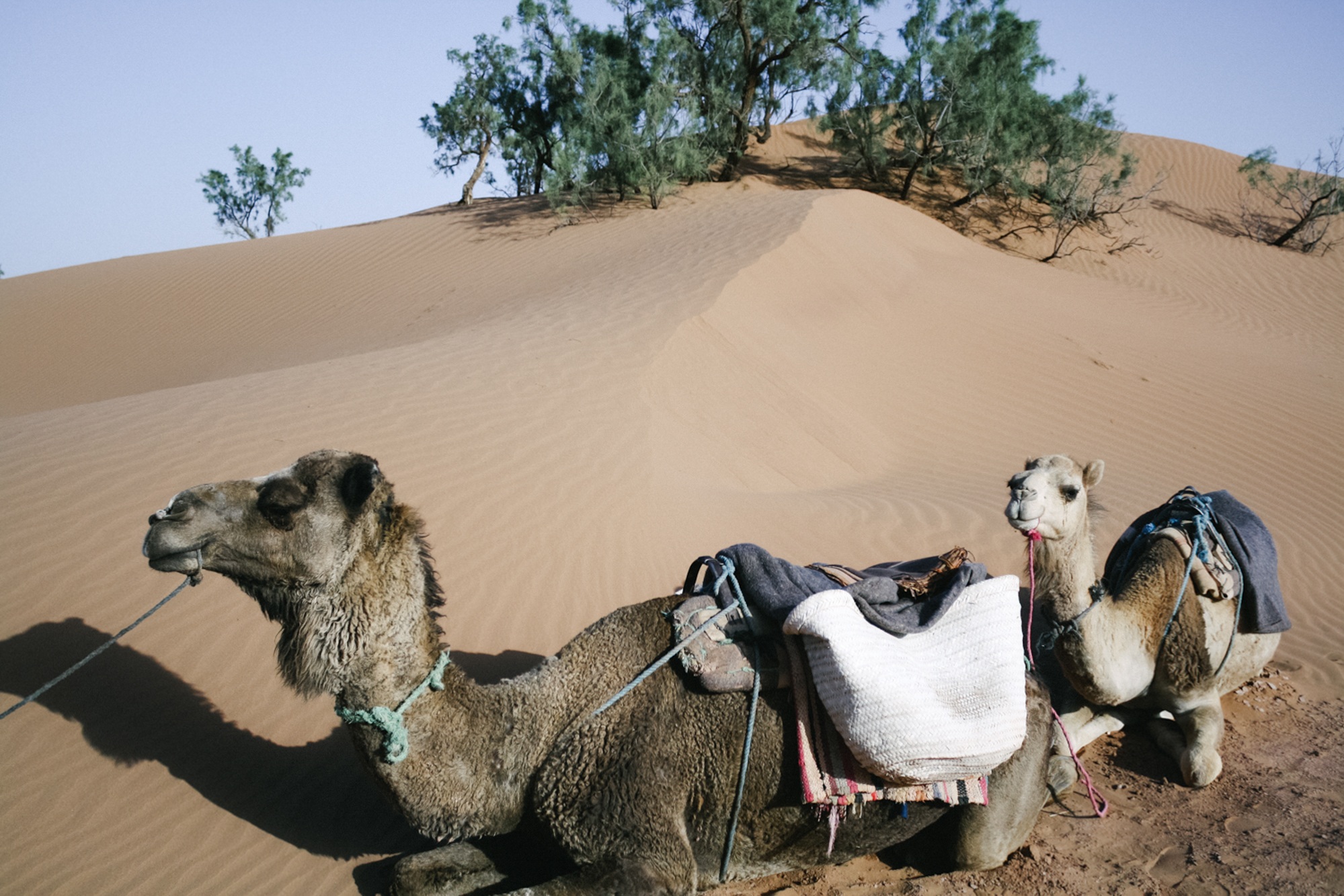  Jimena Peck Denver Lifestyle Editorial Photographer Camels Desert