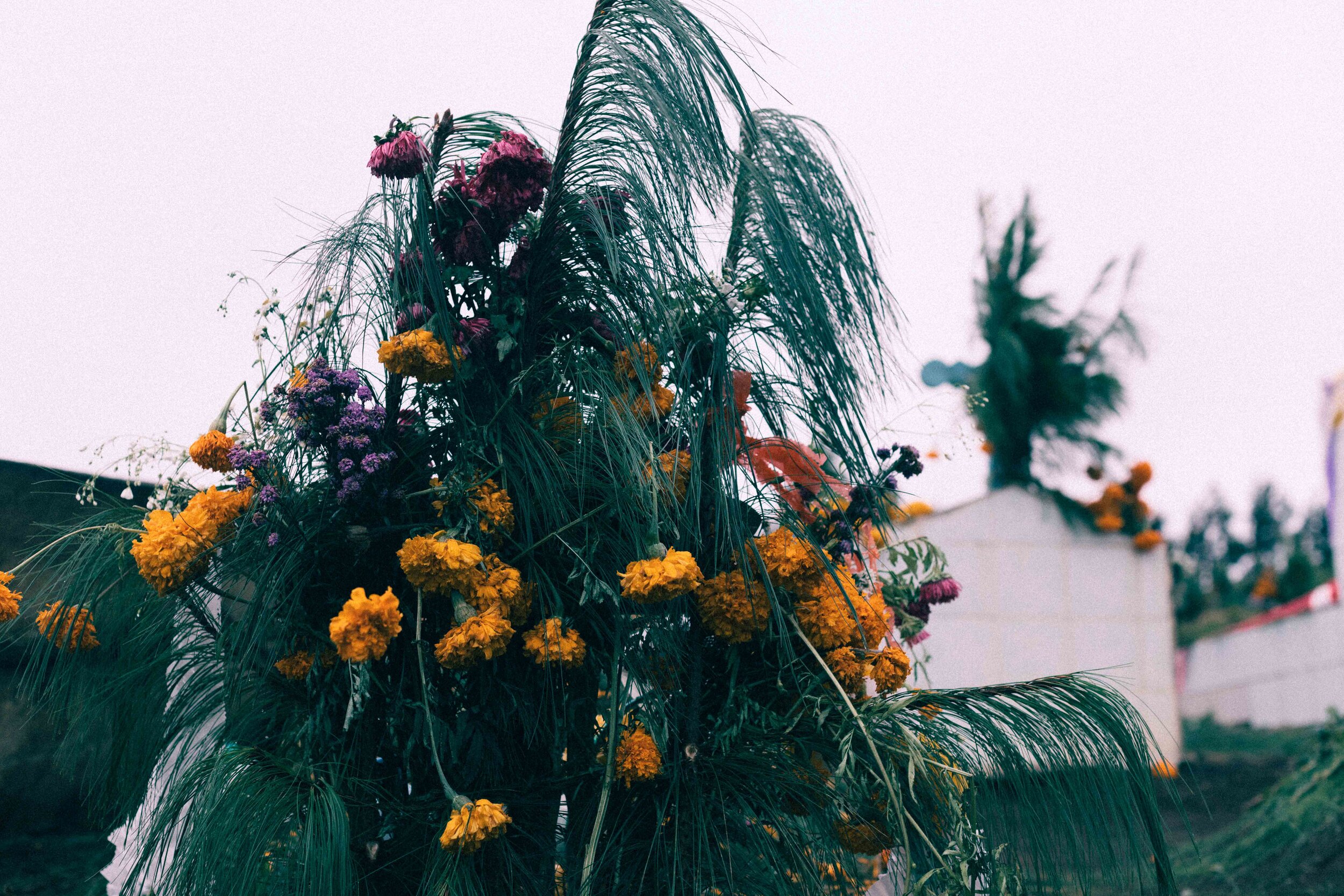 Jimena Peck Denver Editorial Documentary Photographer - Mexico Dia Muertos Pines Flowers Bouquet