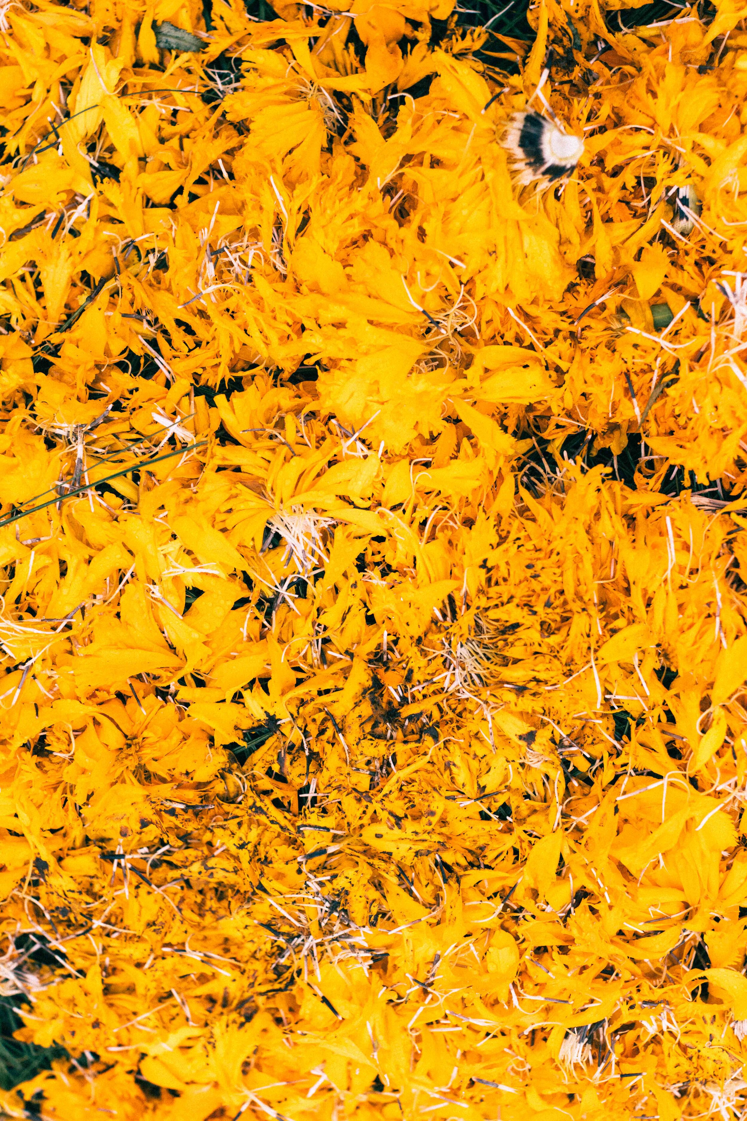 Jimena Peck Denver Editorial Documentary Photographer - Mexico Dia Muertos Yellow Petals