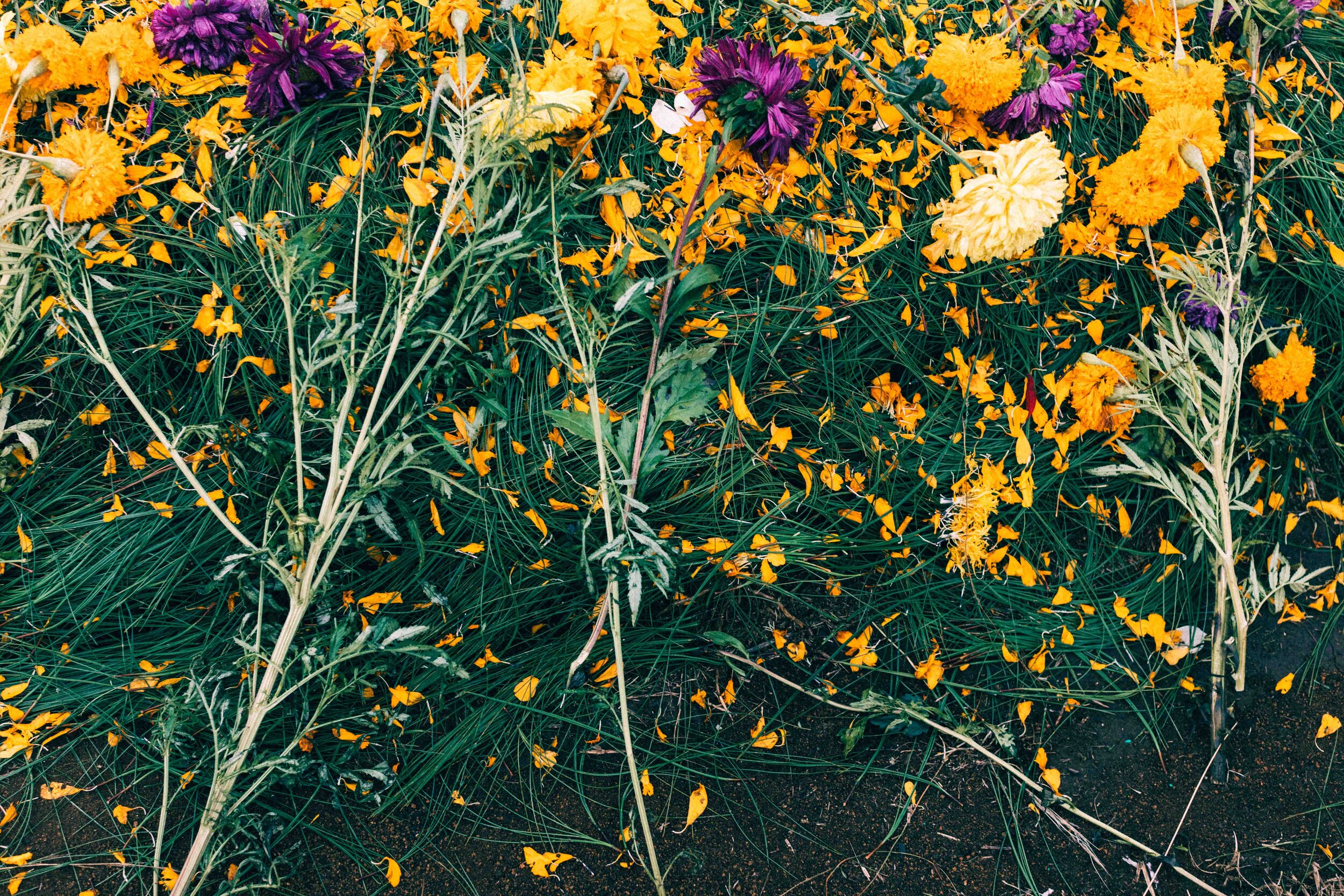 Jimena Peck Denver Editorial Documentary Photographer - Mexico Dia Muertos Flowers Offering 