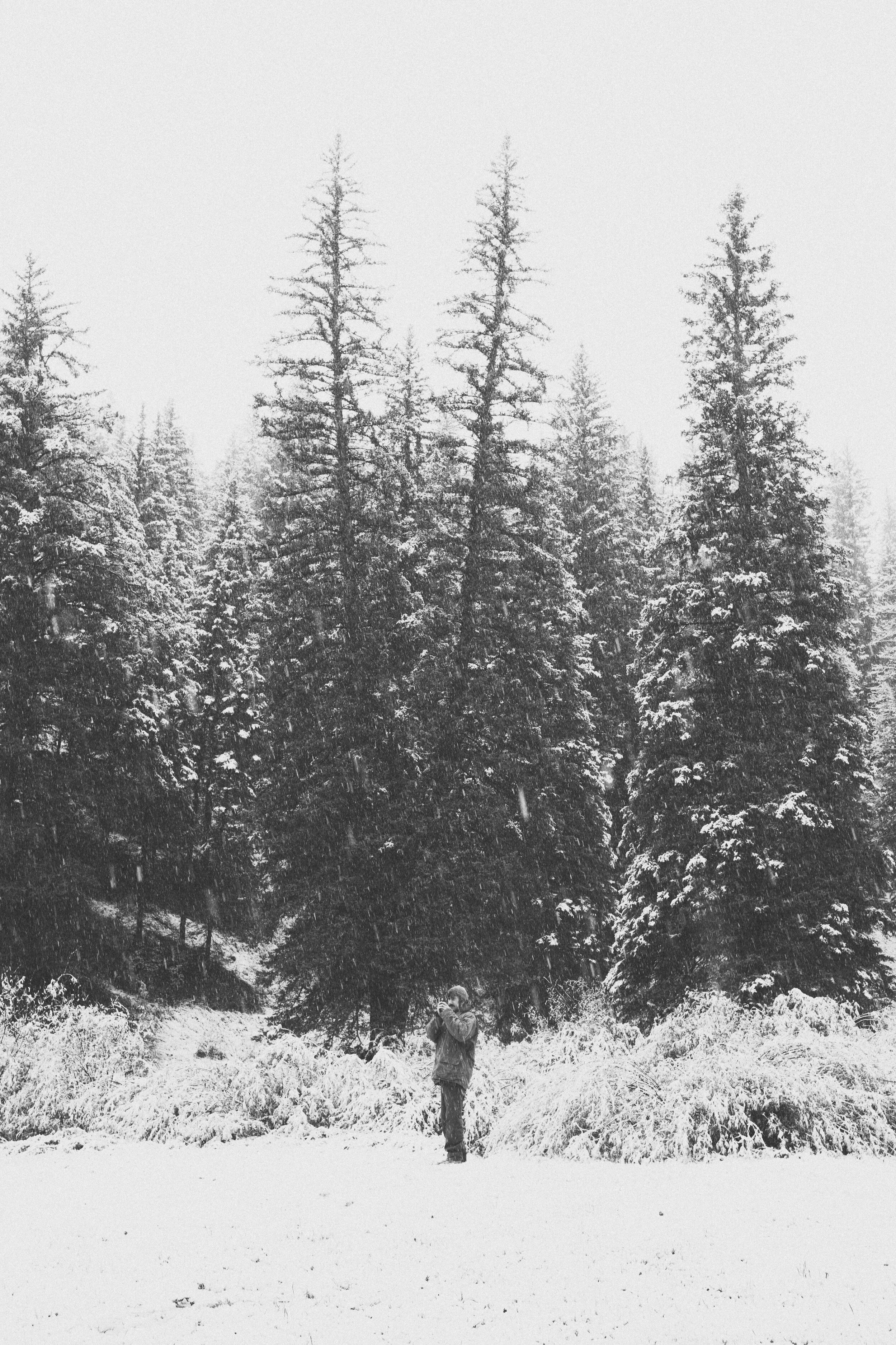  Jimena Peck Denver Lifestyle Editorial Photographer Snow Pine Trees