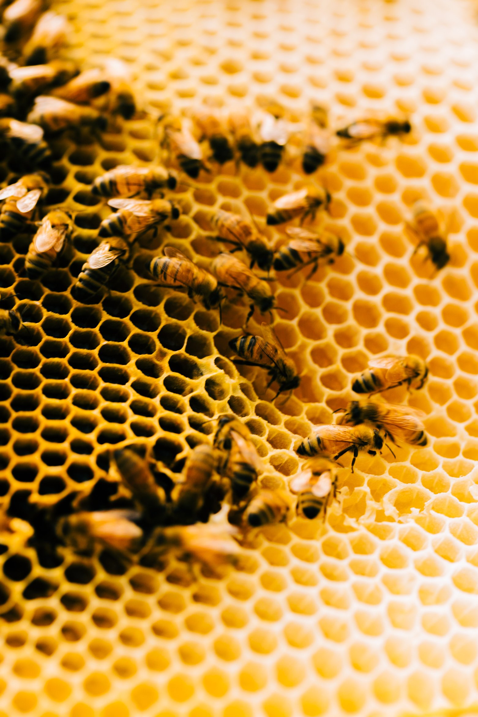  Honey bees working on a honeycomb from their hive - Close up 