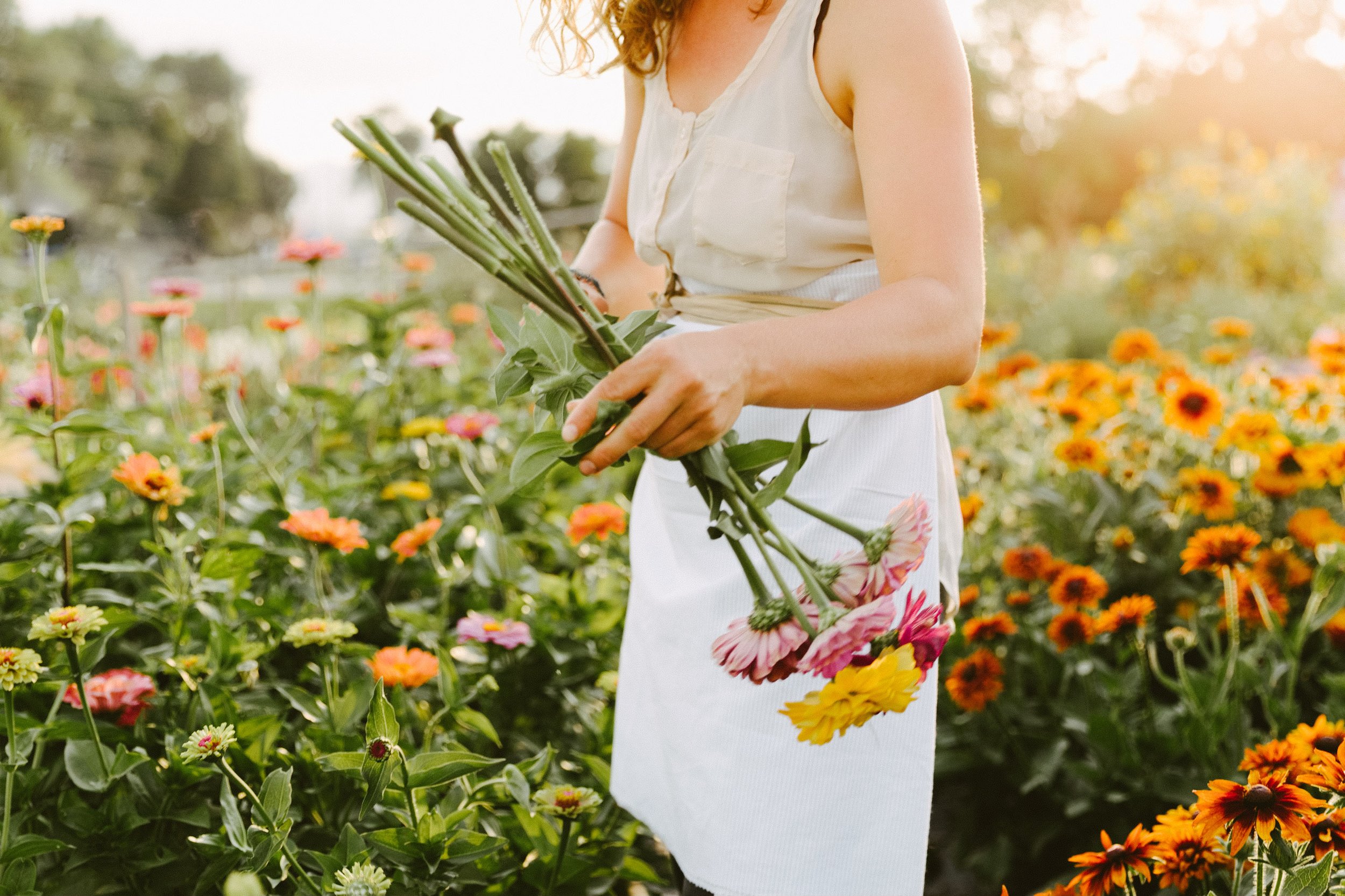  White Caucasian woman with a white apron collecting Zinnias flowers on a field 