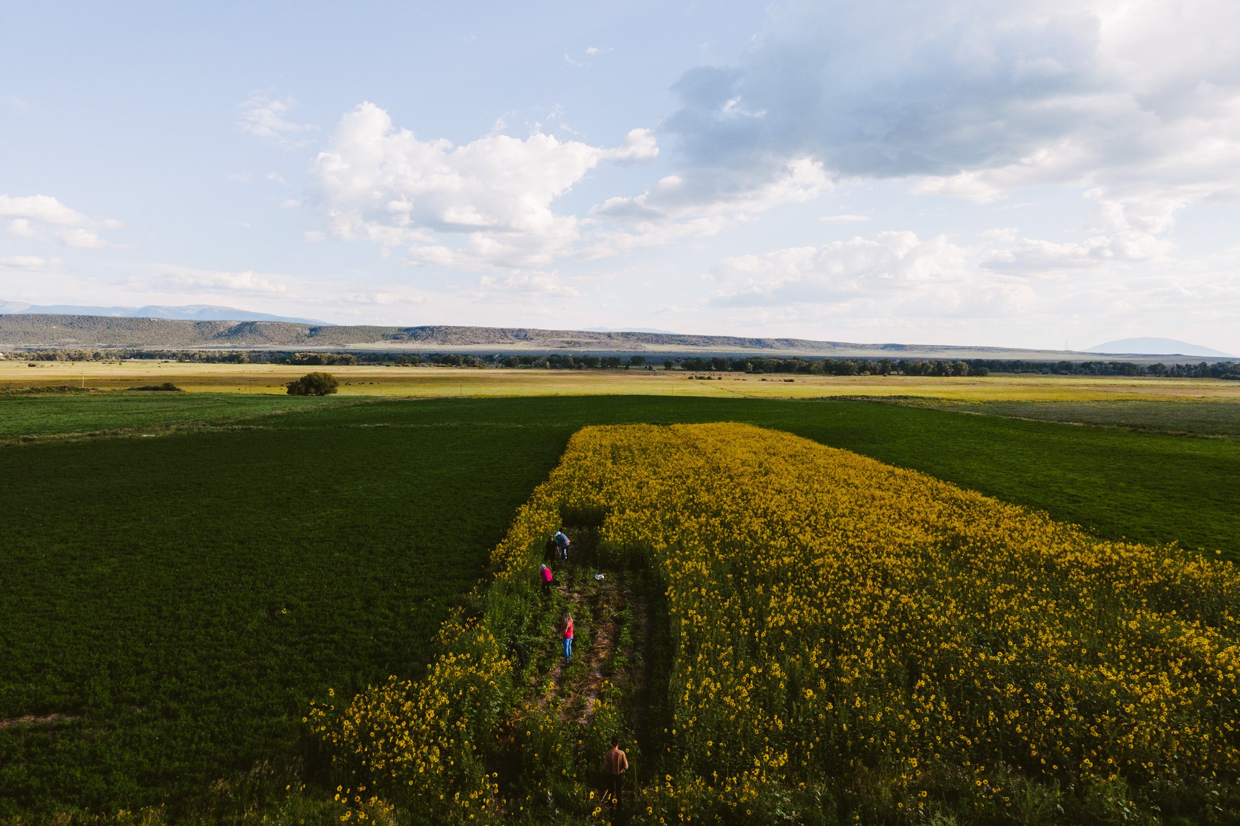  August 30, 2022: San Luis, Colorado. Part of the Move Mountain’s Youth group gets the field ready for the Bolita bean harvest. The sunflowers grew on top of the beans providing some shade and shelter, but need to be picked up before the bean harvest