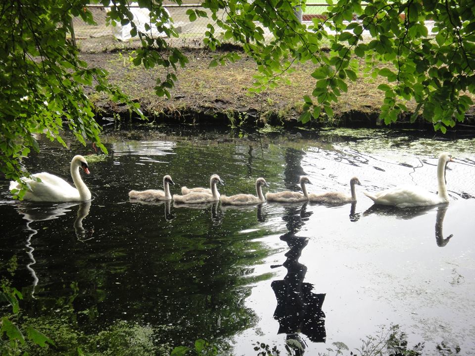 In welk gezin je ook bent opgegroeid, waarden als liefde, vrede, respect en zorgzaamheid zul je daar voor het eerst hebben ervaren of juist hevig gemist. Hoe wordt een gezin een familie? In sommige gezinnen zijn veiligheid, bescherming, ondersteuning vanzelfsprekend. In andere gezinnen heerst helaas een sfeer van intimidatie en dreigementen en is er sprake van misbruik en isolatie. Alle gezinnen met elkaar hebben een gigantische impact op de vorming van de samenleving en de wereld als geheel. Als je als jonge ouders een wereld van vrede en geluk wenst voor je kind is het inspirerend en maakt het je blij om samen te kijken welke waarden belangrijk voor je zijn, over hoe je ze zelf in praktijk brengt en welke waarden je in je kind bewust wilt maken. Want grootbrengen is immers vooral vóórleven. Harmonieuze relaties hebben bewuste aandacht, toewijding en voortdurend onderhoud nodig. Als meer gezinnen ervoor kiezen om waarden te leven, dan zal onze omgeving en de wereld waarin wij leven die waarden meer en meer gaan weerspiegelen. Waarden binnen je gezin Vaak nemen wij ons gezinsleven en gezinsleden voor 'granted' en nemen we niet de tijd onder woorden te brengen wat we voor elkaar voelen en waarom. Hier is een leuke manier om dat te oefenen. Vertrouwen en een positieve sfeer zijn het gevolg: 1. Ieder lid van het gezin schrijft zijn of haar naam onderaan een vel papier en geeft dit aan de persoon die links van je zit. 2. Denk aan iets positiefs van degene van wie je net het papier hebt gekregen. Schrijf dat op, bovenaan het vel en vouw het vervolgens om zodat je tekst niet zichtbaar is. 3. Geef het vel papier door, en herhaal dit proces totdat alle familieleden aan de beurt zijn geweest en ieder weer zijn of haar eigen vel voor zich heeft. 4. Lees om de beurt alle complimenten die je gekregen hebt, hardop voor. Informeer naar oudercursussen van LVE en laat je ondersteunen bij het maken van positieve keuzes voor je gezin: http://www.livingvalueseducation.nl/contact/ . 