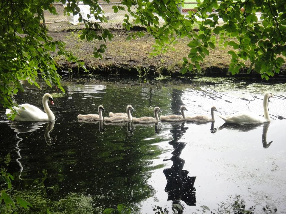 foto zwanen.jpg