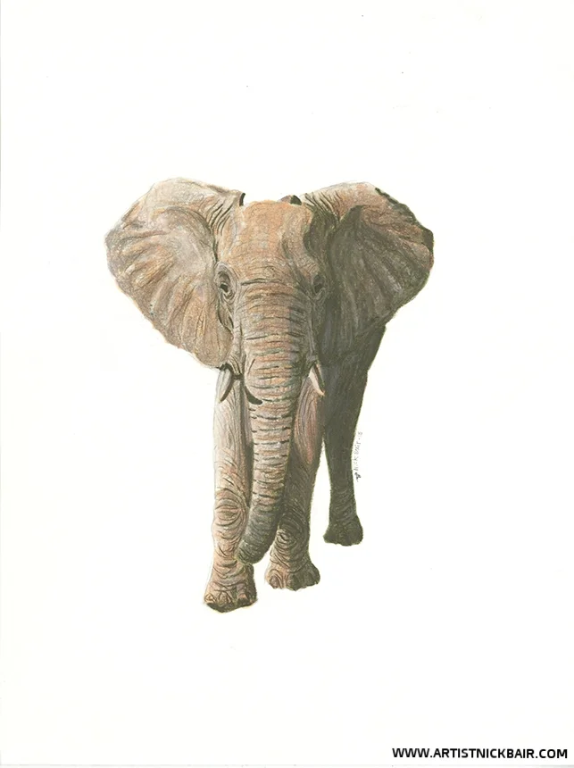 African Elephant