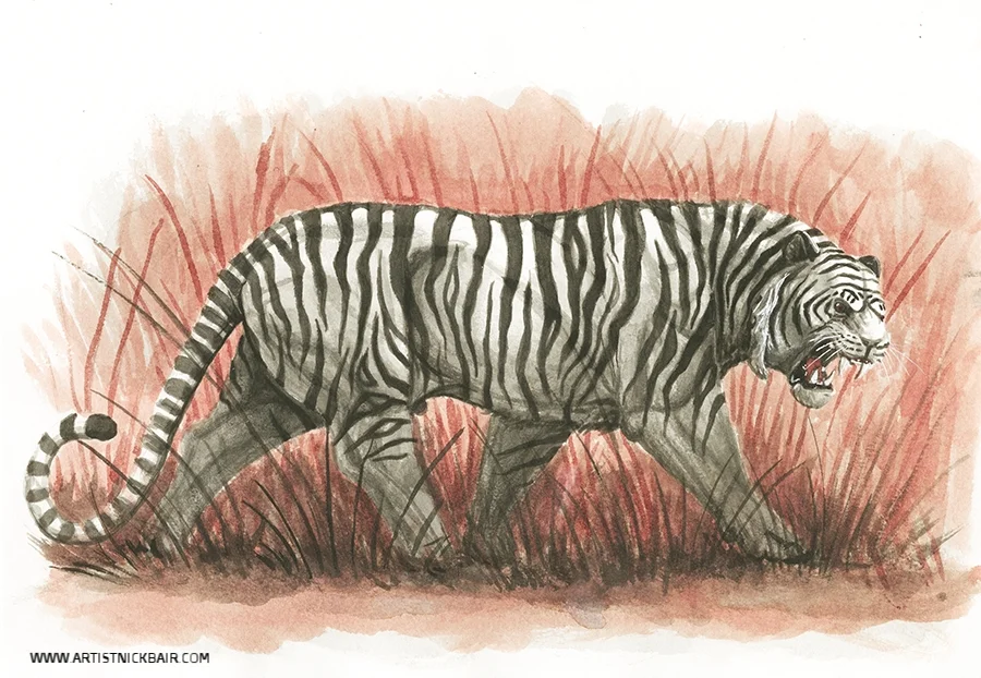 Walking White Tiger
