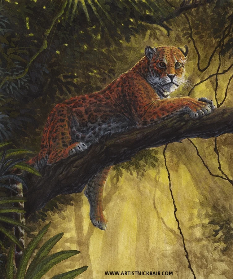 Resting Jaguar