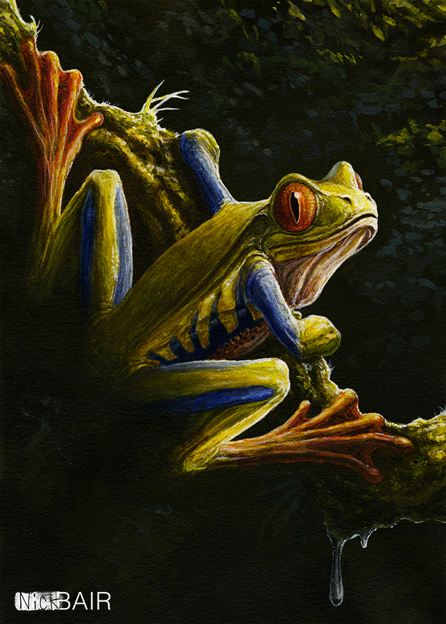 Red Eyed Tree Frog