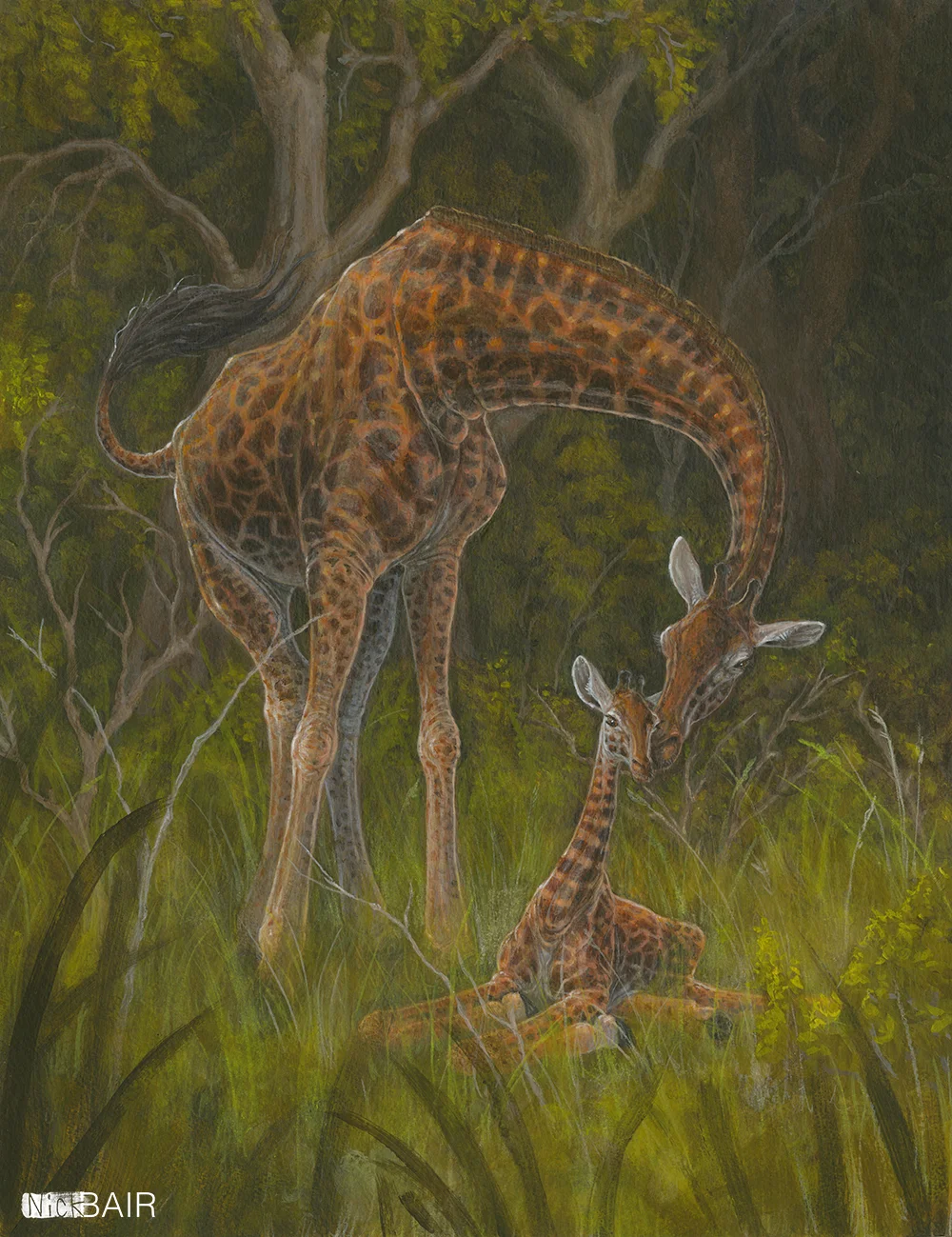 Nuzzling Giraffes