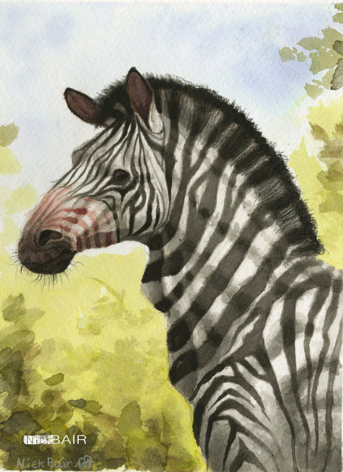 Mountain Zebra