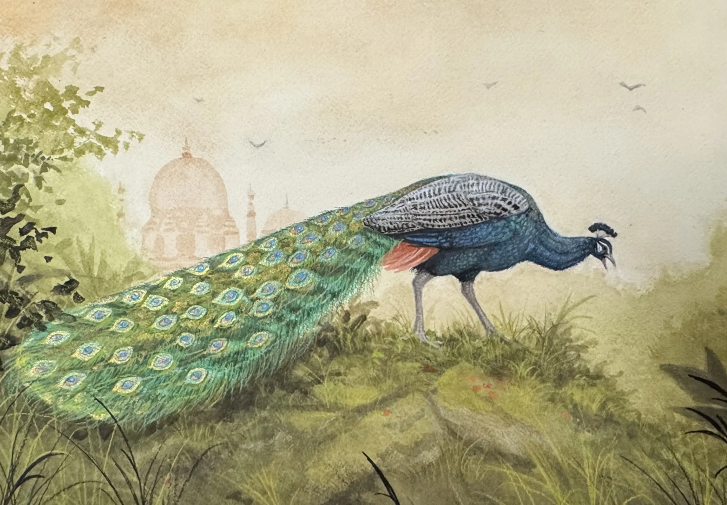 Peacock on Display.jpg