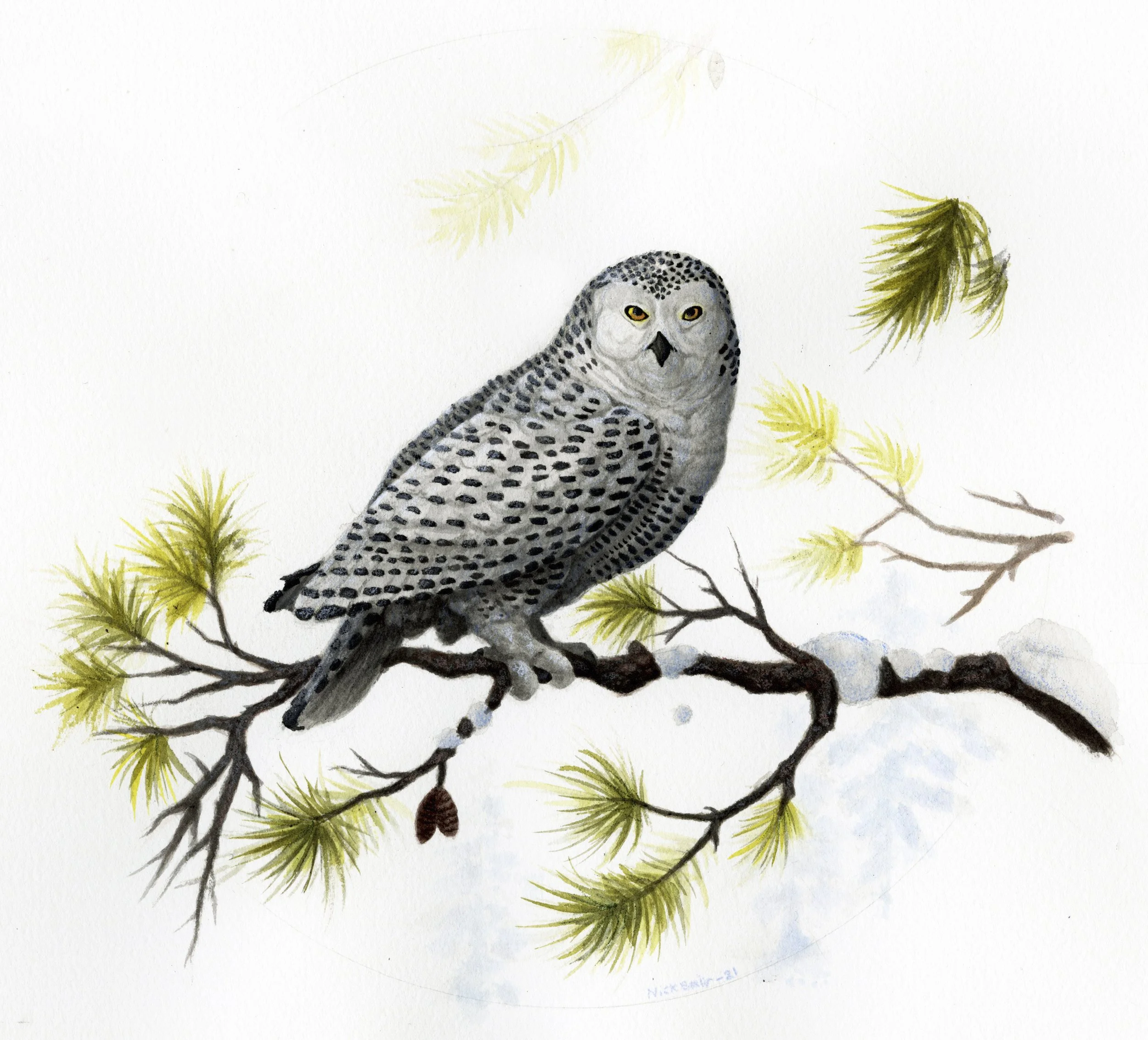 SnowyOwl_300dpi.jpg