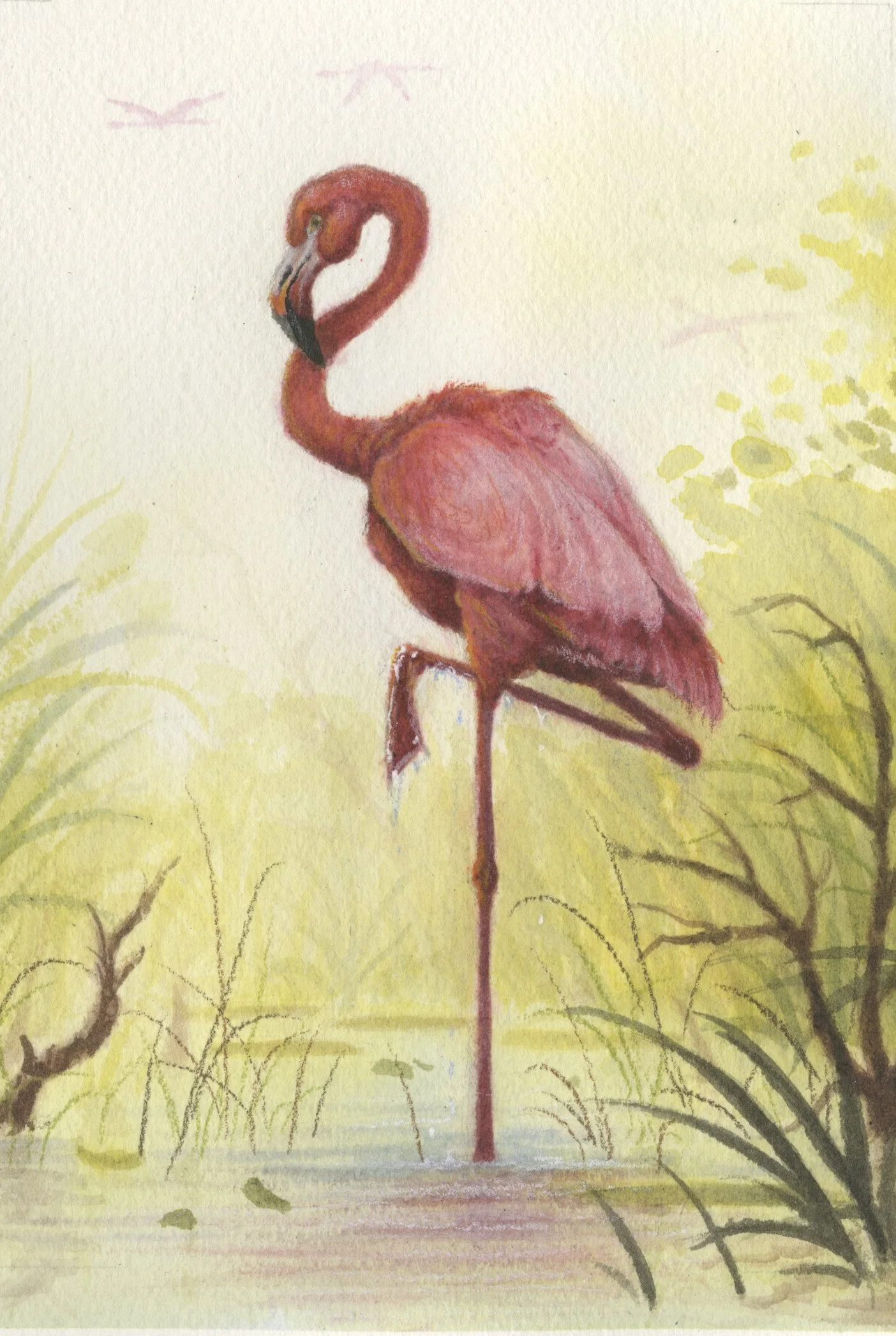 CaribbeanFlamingoStanding_300dpi.jpeg