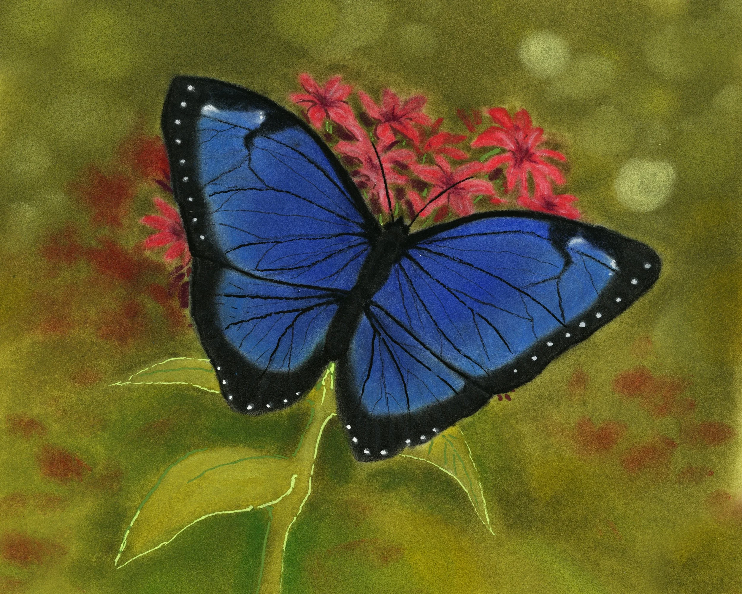 blue butterfly NOBORDERS_8x10_600dpi copy.jpg