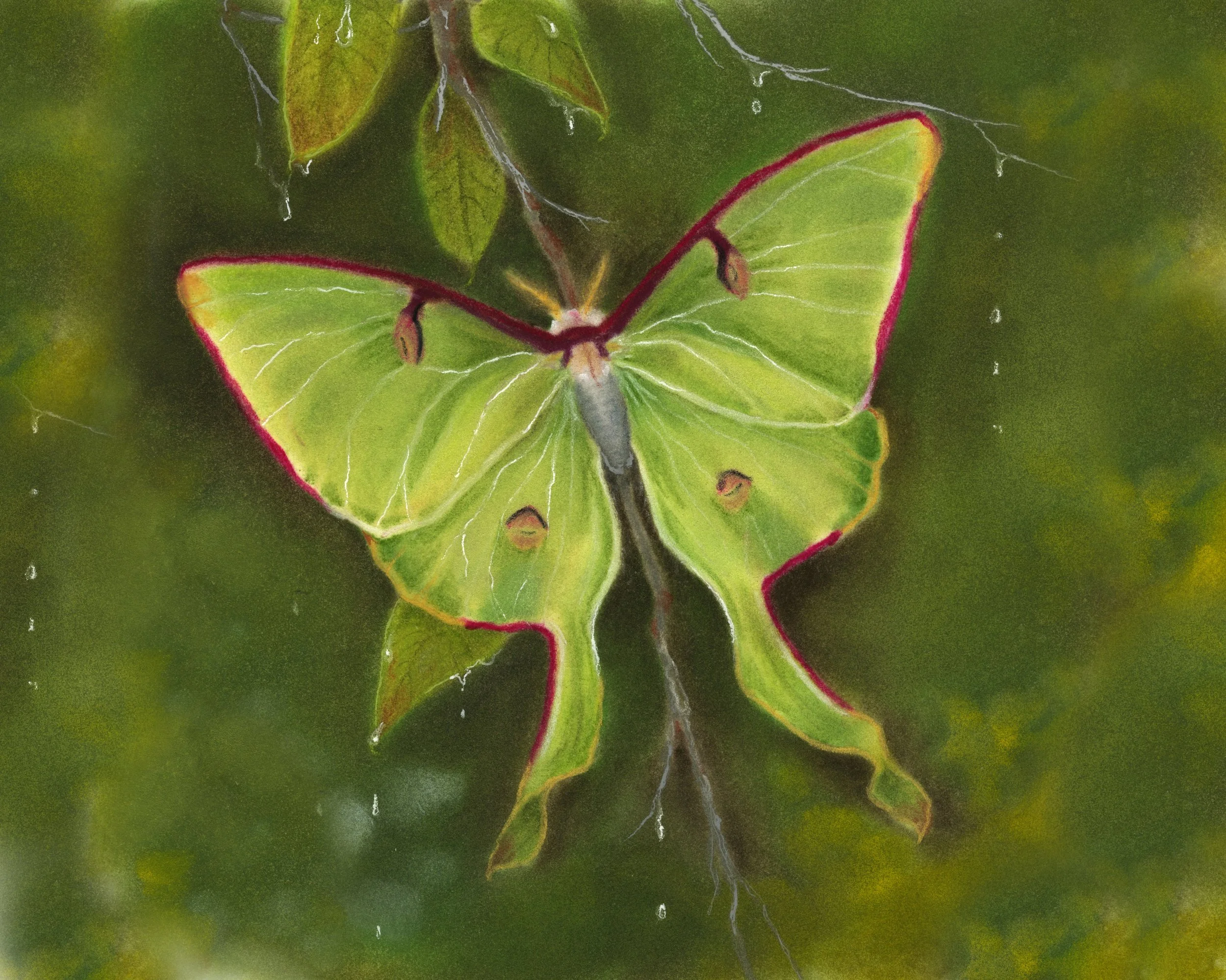 Luna Moth NOBORDER_8x10_600dpi copy.jpg