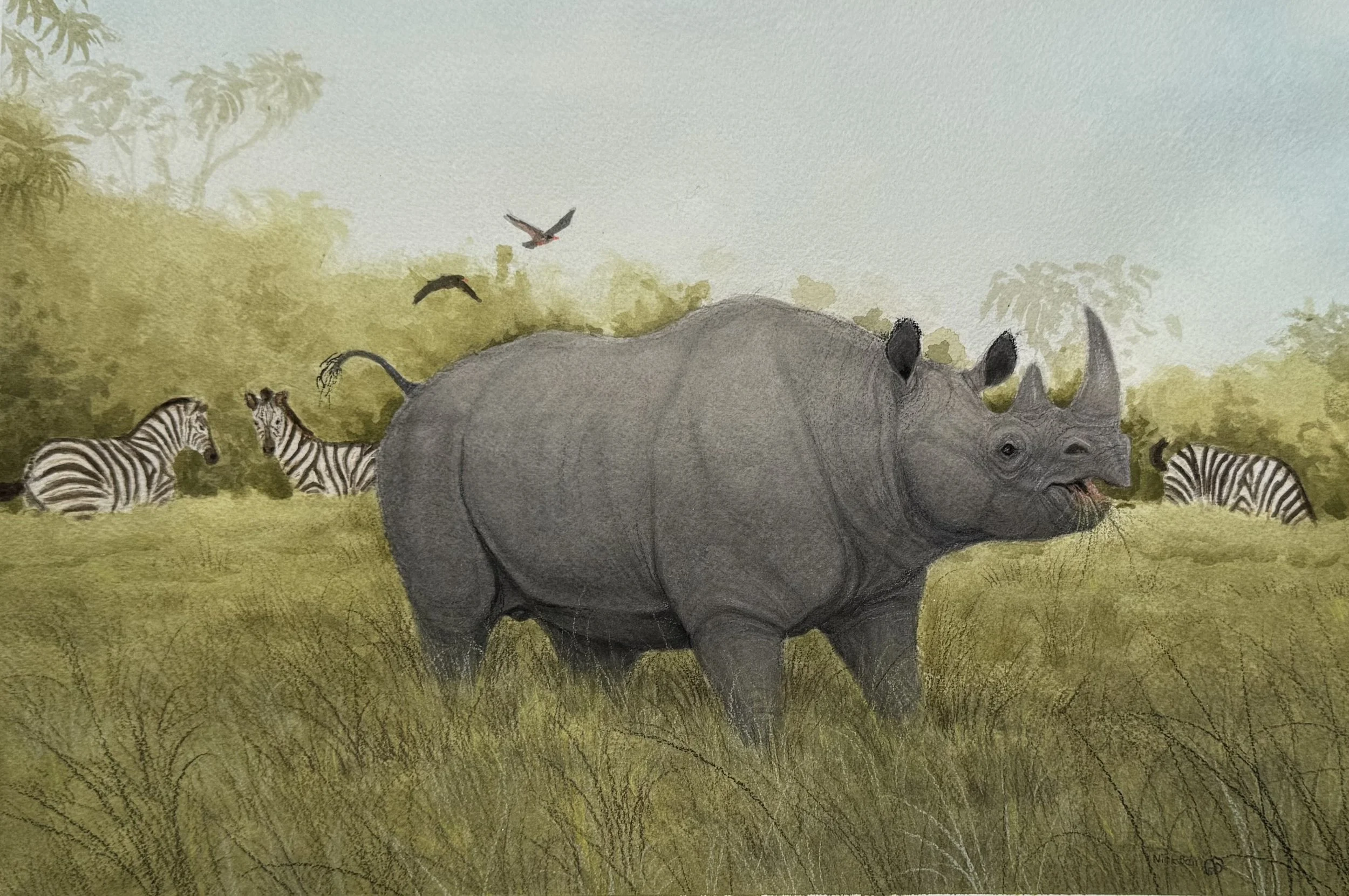 Rhino and Three Zebras.jpg