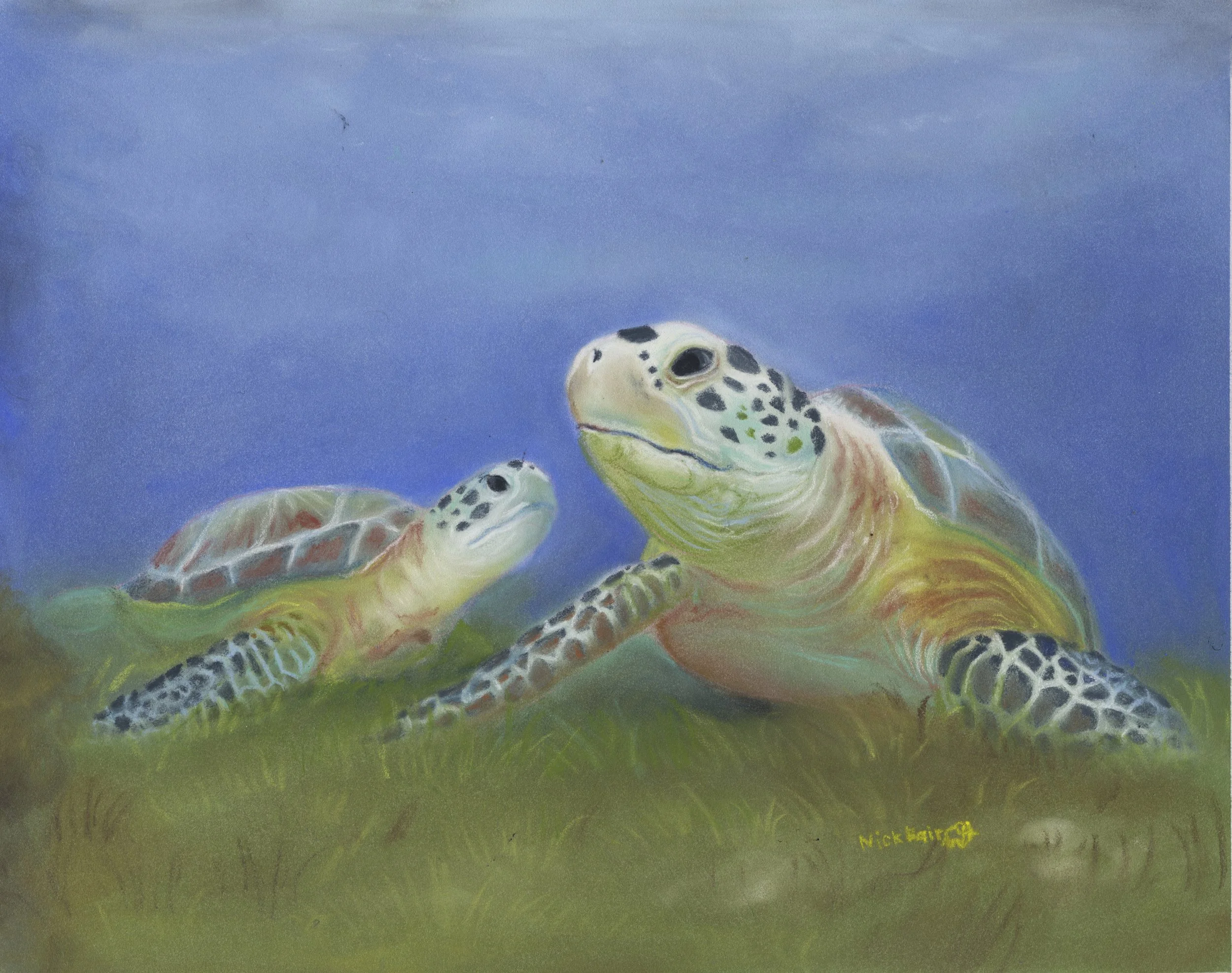 turtles_9.5x7.5600dpi.jpg