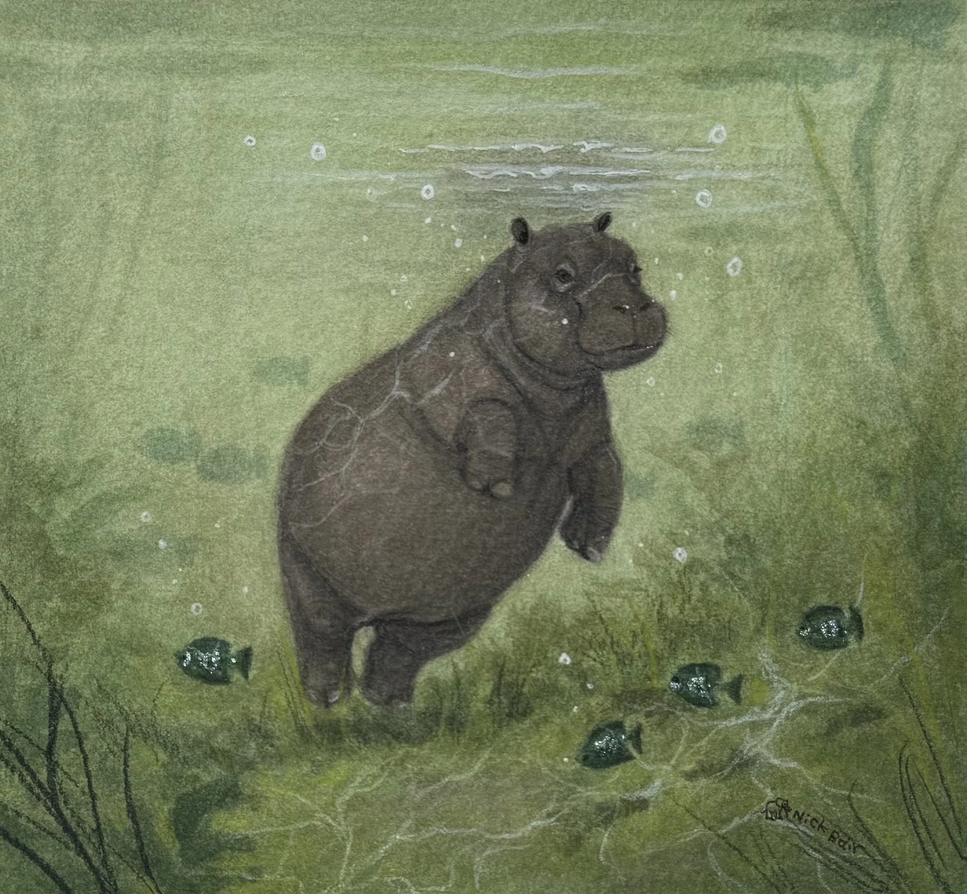 Baby Hippo.jpg