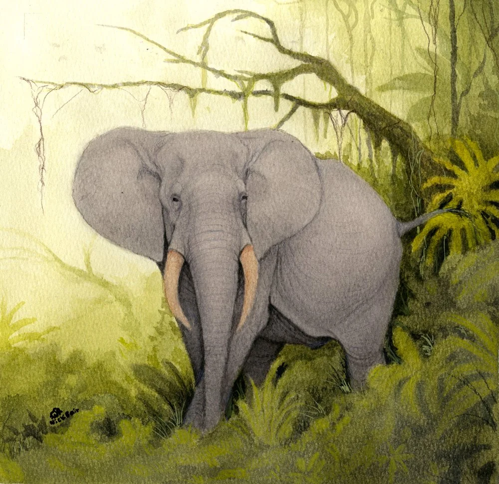 Elephantwatercolor_1000px_web.jpg