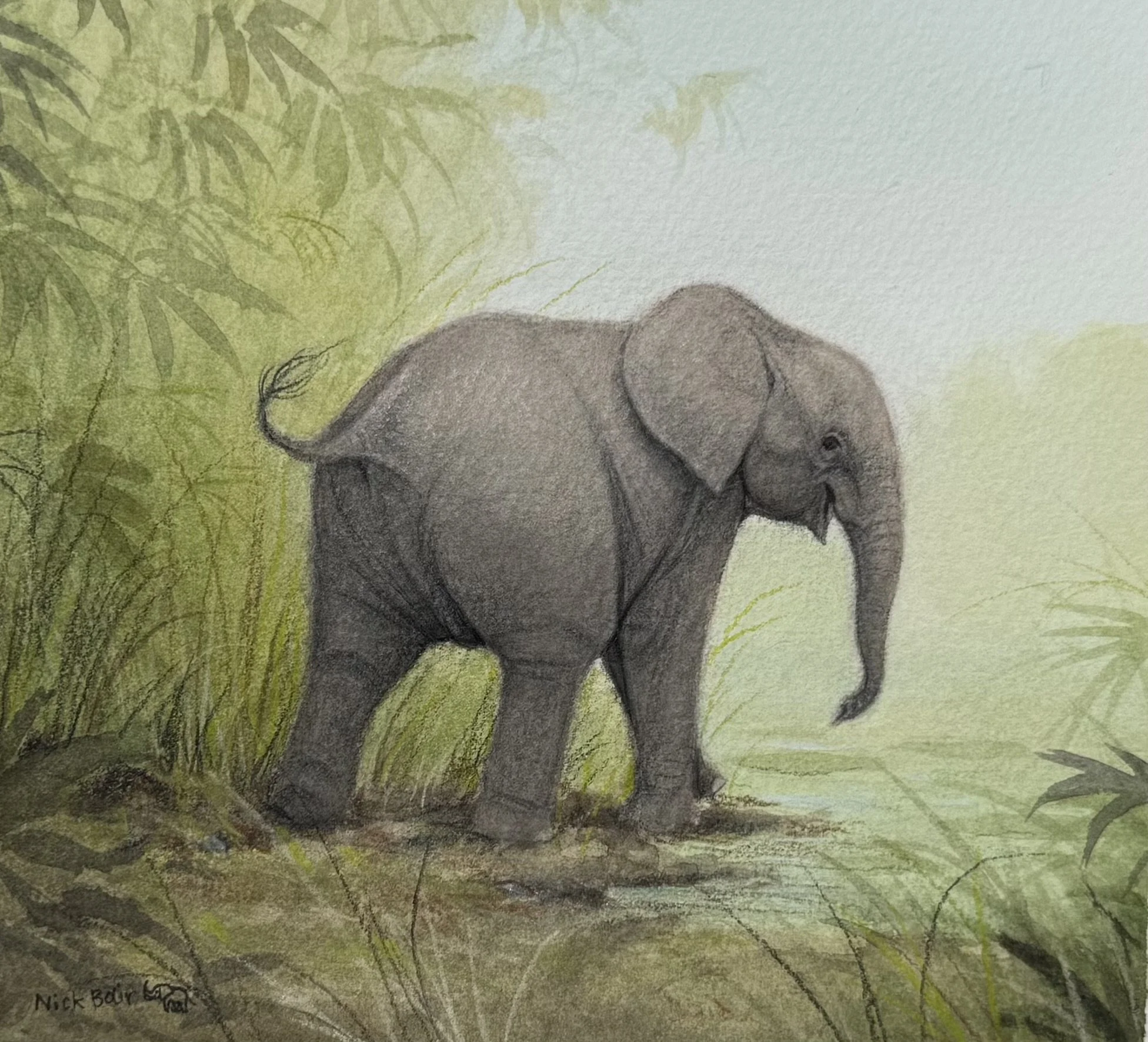 Baby Elephant.jpg