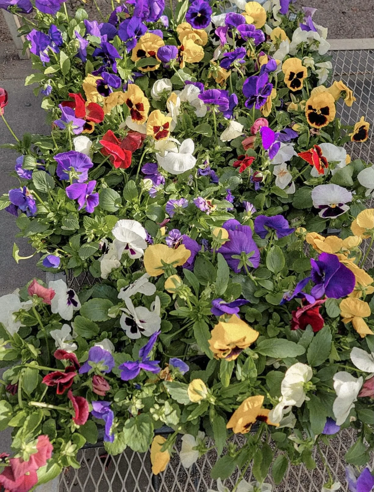 We are giving away flowers! The first 30 purchases of $25+ will receive a free potted pansy from @colorfulseasonsgardencenter ! Saturday only- while supplies last!