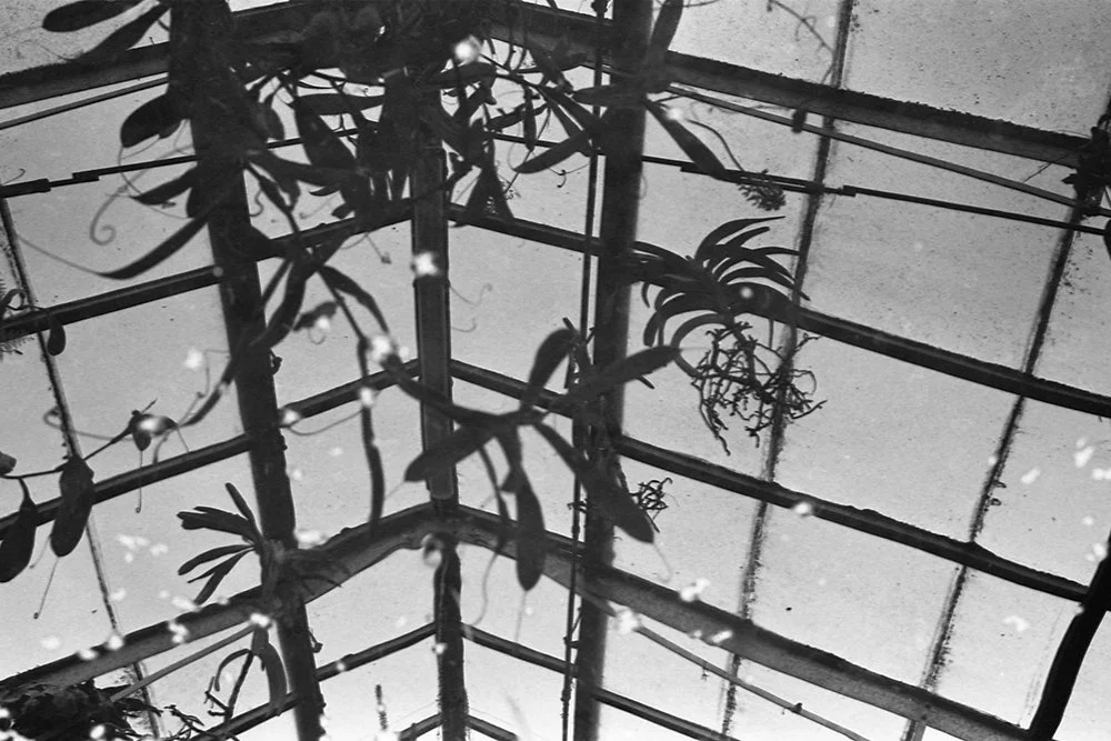 EDUniversity of Cambridge Botanical Gardens March 2024011 copy.jpg
