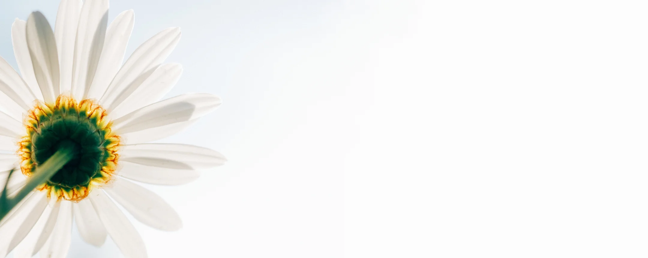 flower_1_header.jpg