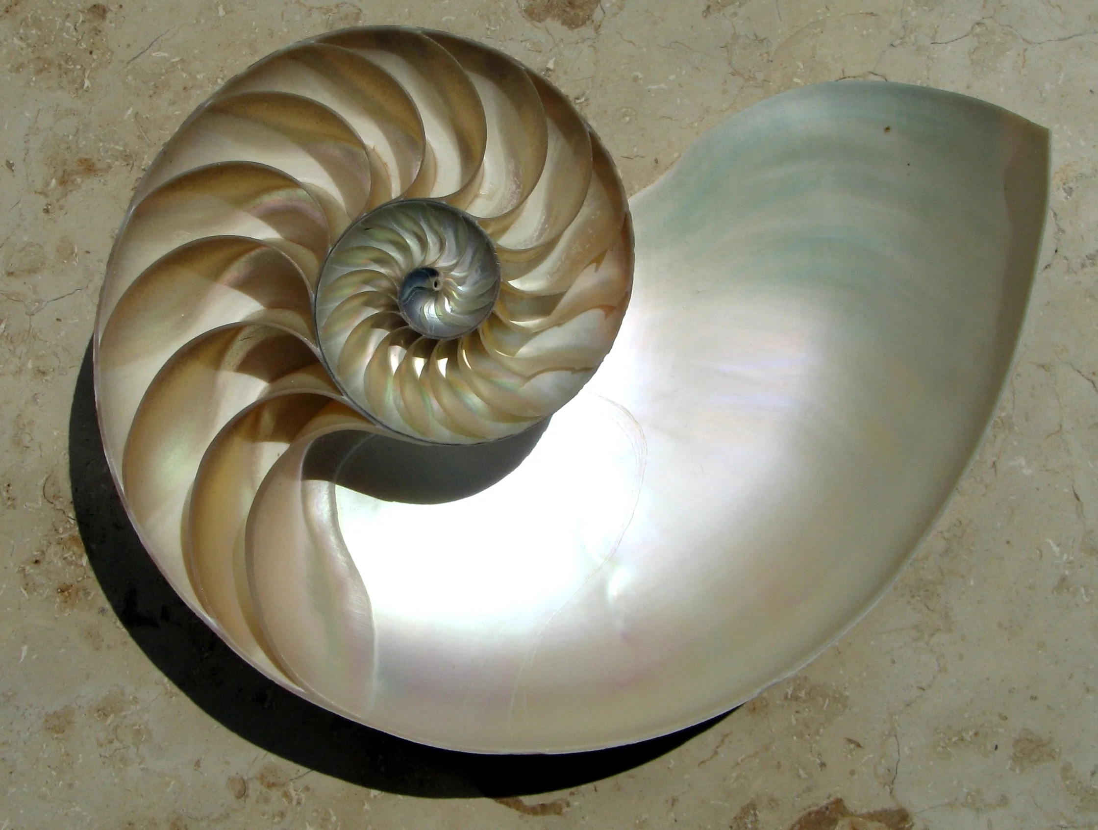 NautilusCutawayLogarithmicSpiral.jpg