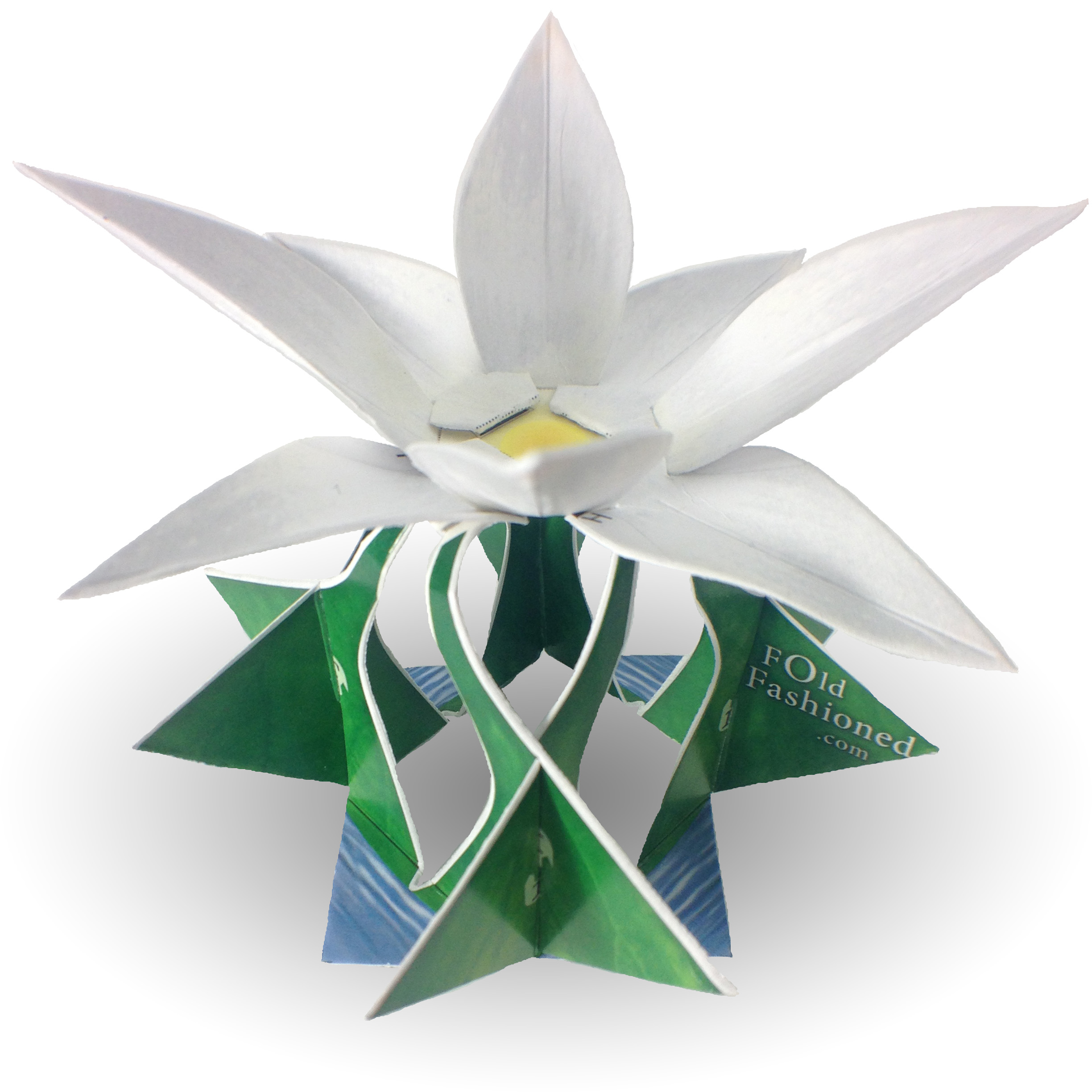 White Lotus Flower