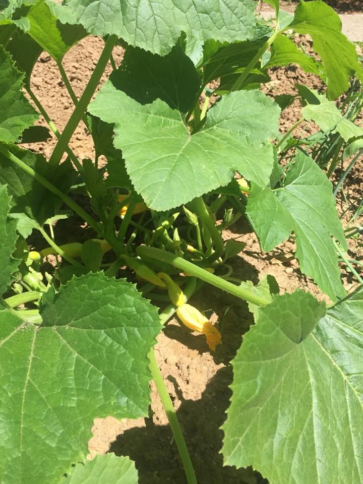 garden 3.jpg