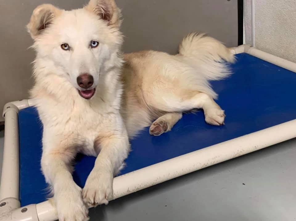 After - clean, happy and ready for adoption!