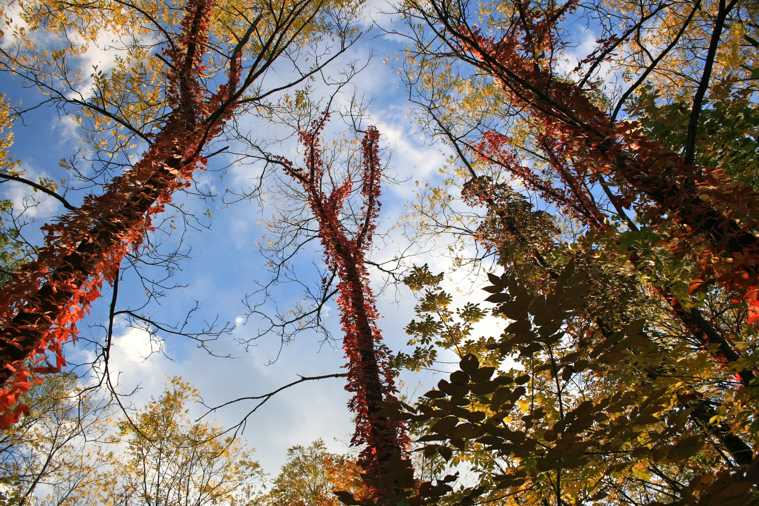 fuzzy trees.jpg