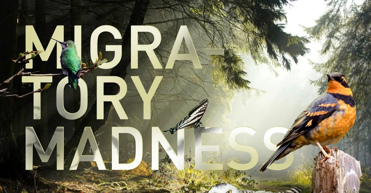 NWTrek_Migratory Madness_2012.jpg