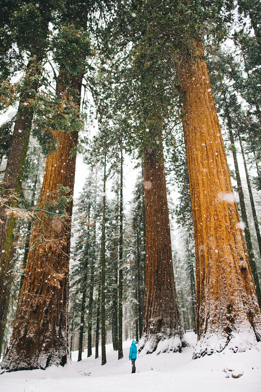 DecemberSequoiaSnow220-XL.jpg