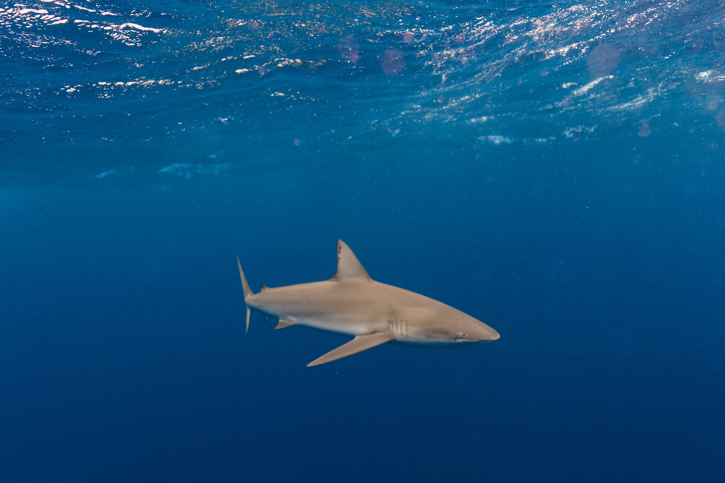 Oahu-1275-X5.jpg