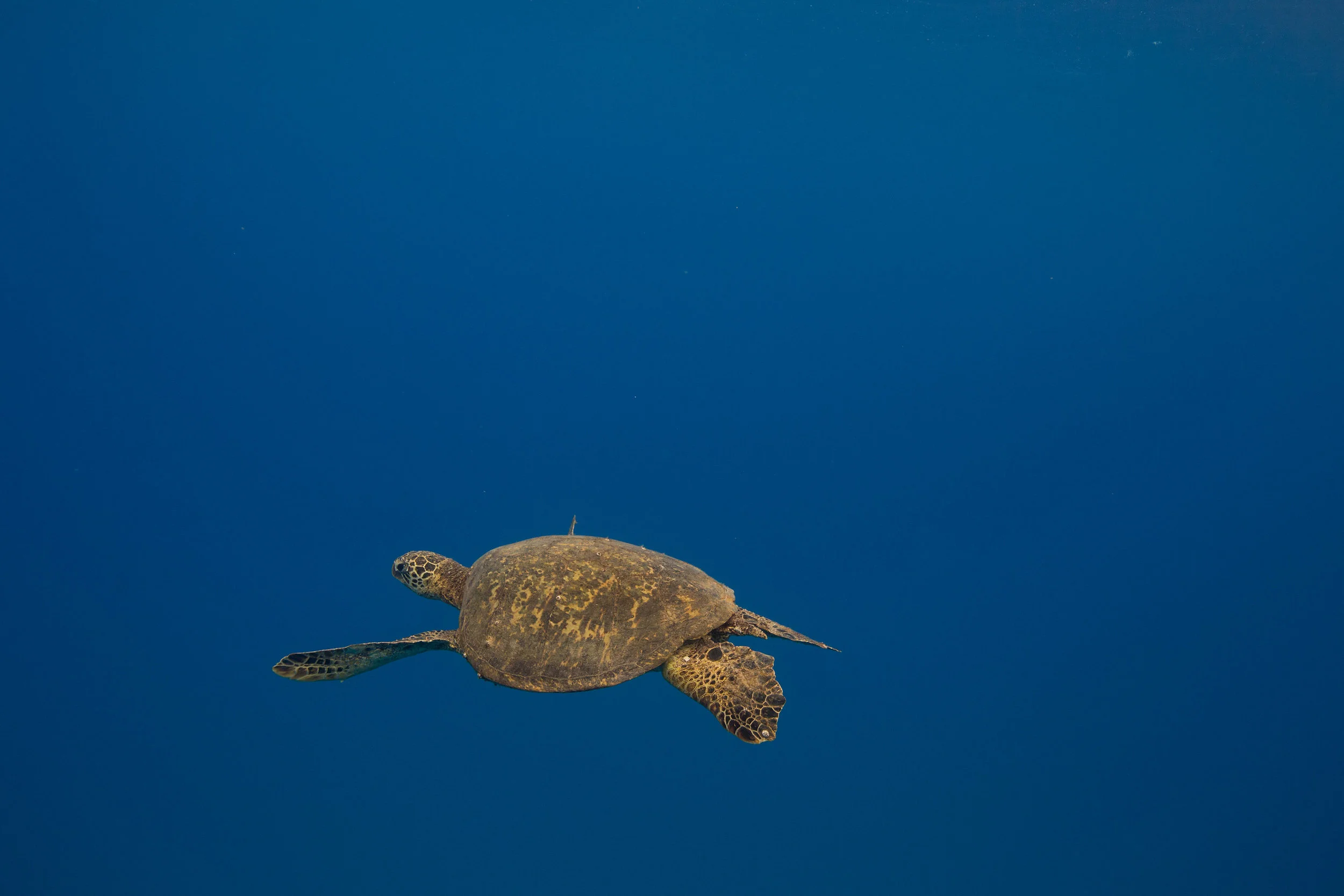 Oahu-516-X5.jpg