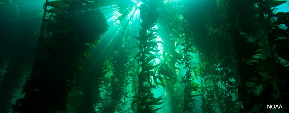 Photo courtesy of NOAA