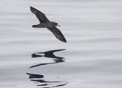 Flesh-footed shearwater. Photo copyright by Ron LeValley .