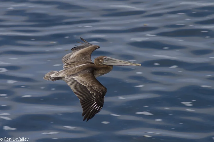 2872-Brown Pelican.jpg