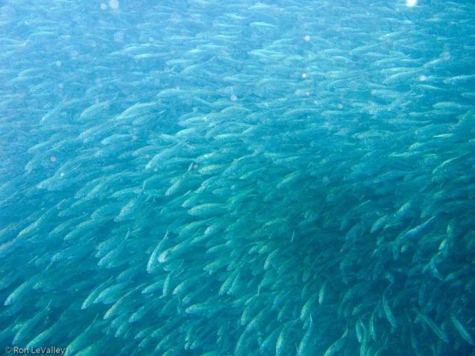 Forage fish