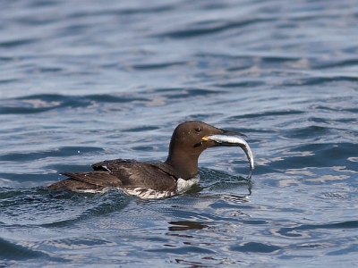 Common murre; photo by Ron LeValley