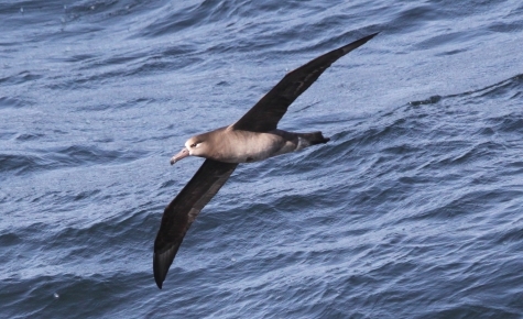 Black-footed albatross. Photo by Sophie Webb, spring 2017 CalCOFI cruise.