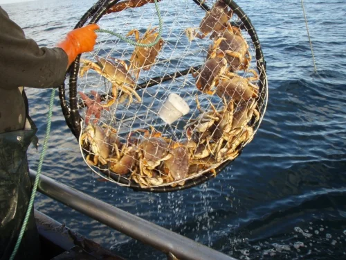 Photo courtesy of California Department of Fish and Wildlife